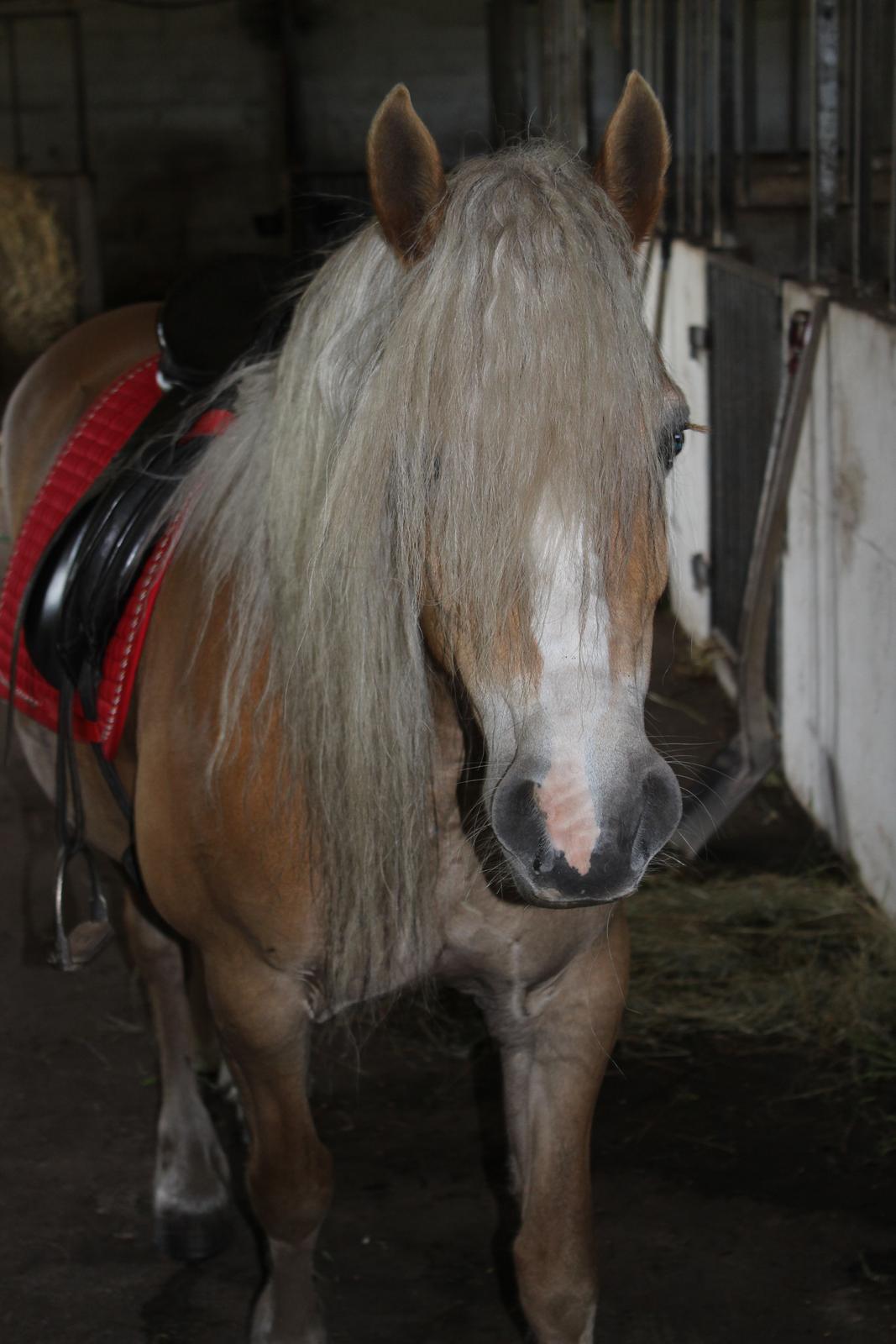 Haflinger Mille;-* billede 2