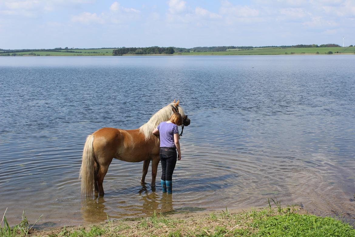 Haflinger Mille;-* billede 15