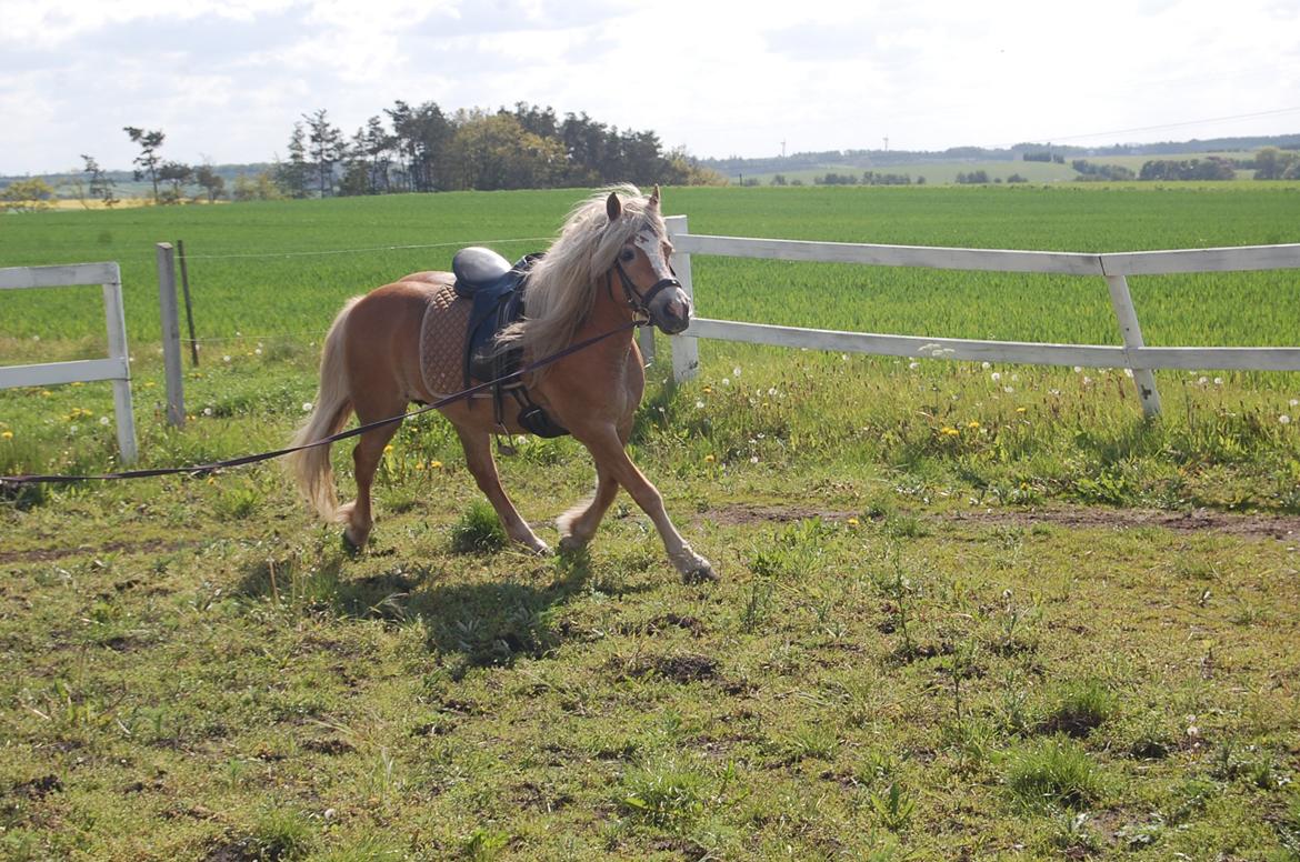 Haflinger Mille;-* billede 10