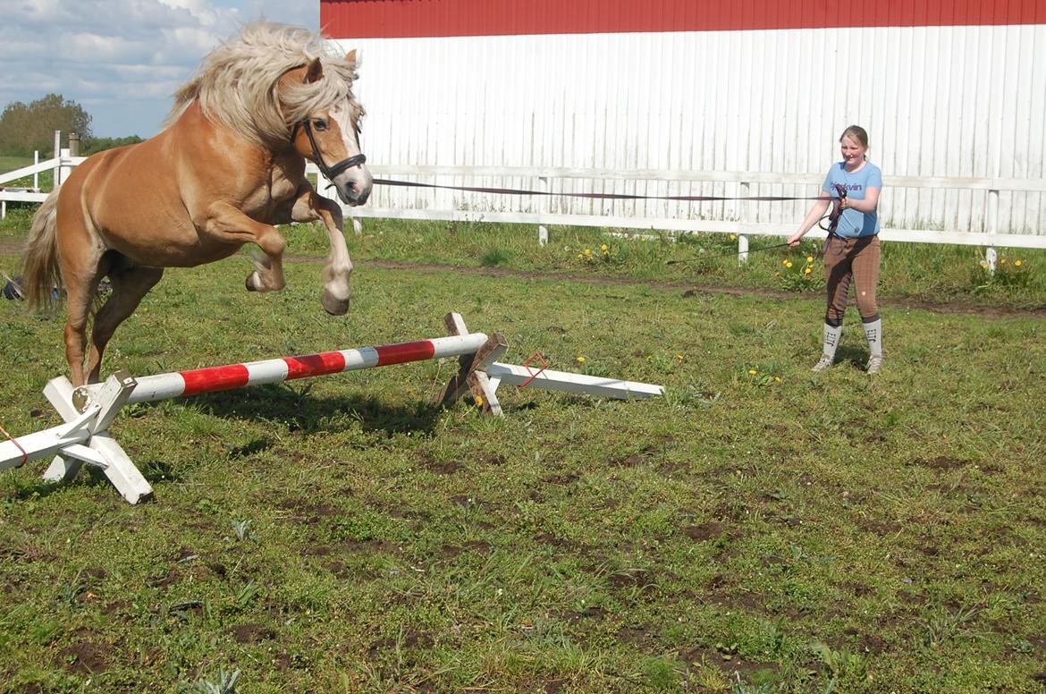 Haflinger Mille;-* billede 19