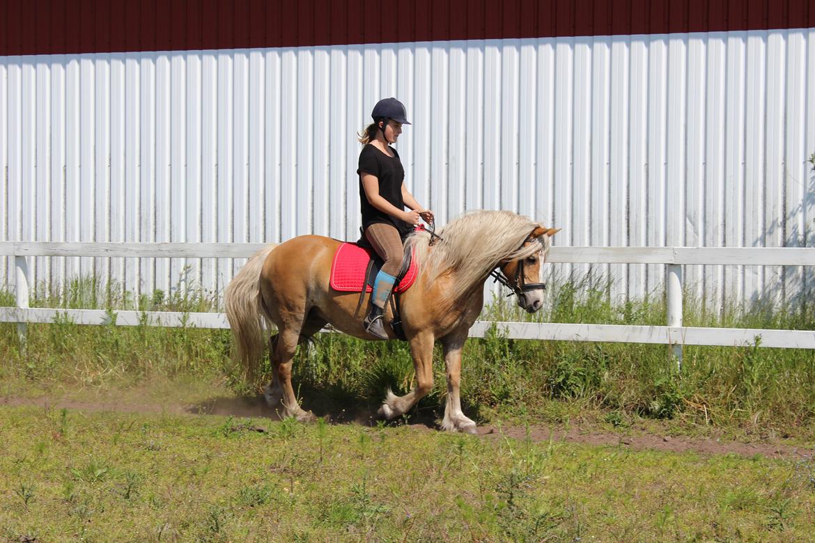 Haflinger Mille;-* billede 4