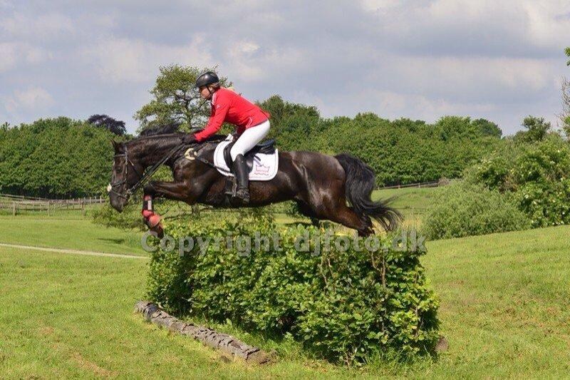 Dansk Varmblod Quendy - L - Jagt i Friheden billede 1