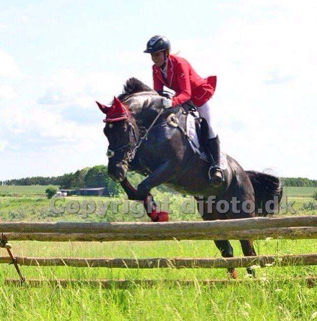 Dansk Varmblod Quendy - L billede 27