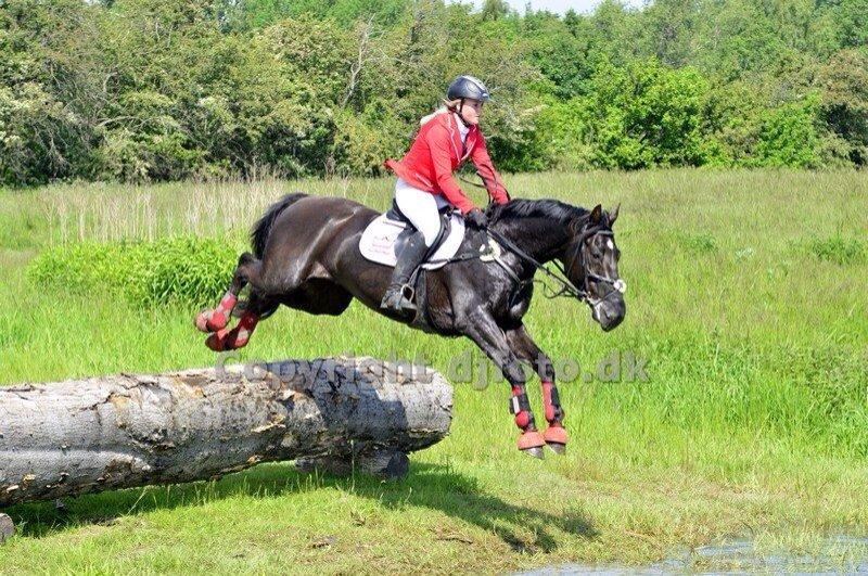 Dansk Varmblod Quendy - L billede 26