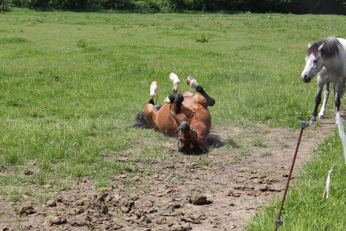 Welsh Pony (sec B) Barnhouvde´s Bart billede 11