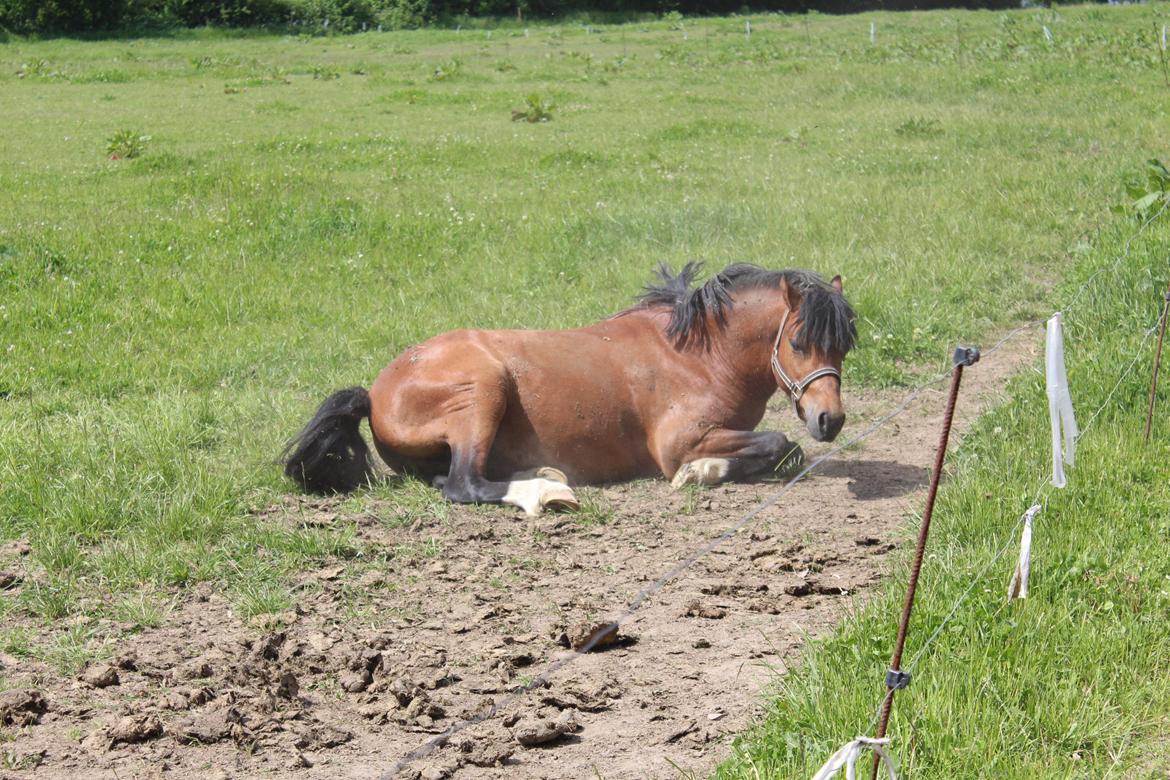 Welsh Pony (sec B) Barnhouvde´s Bart billede 5