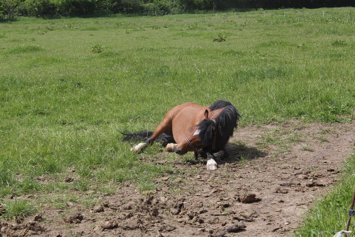 Welsh Pony (sec B) Barnhouvde´s Bart billede 15