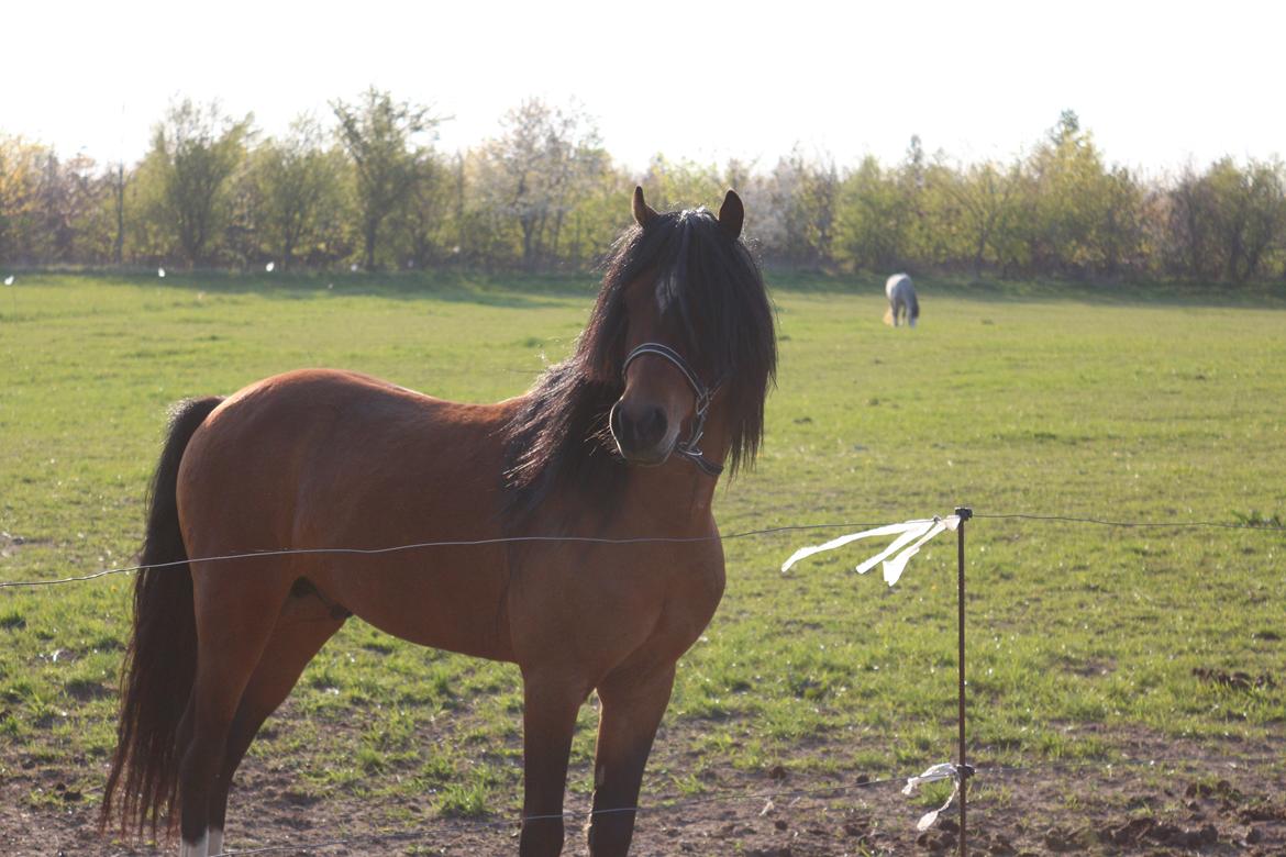 Welsh Pony (sec B) Barnhouvde´s Bart billede 9