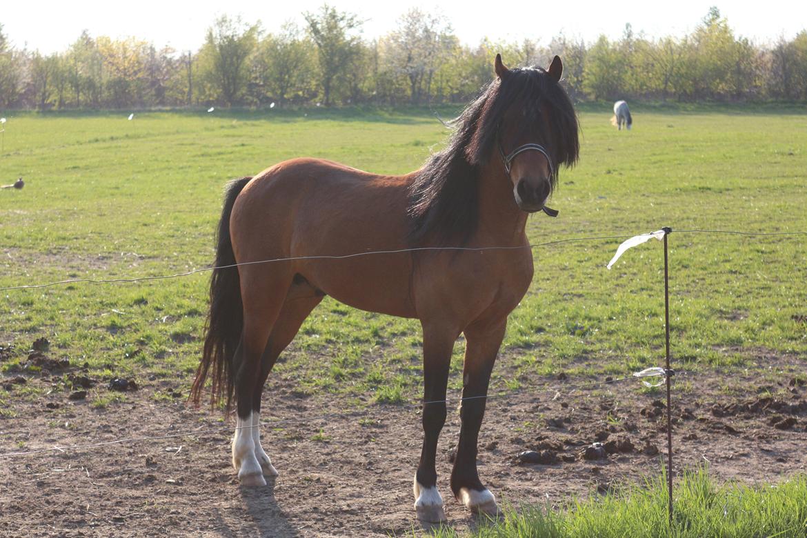 Welsh Pony (sec B) Barnhouvde´s Bart billede 17