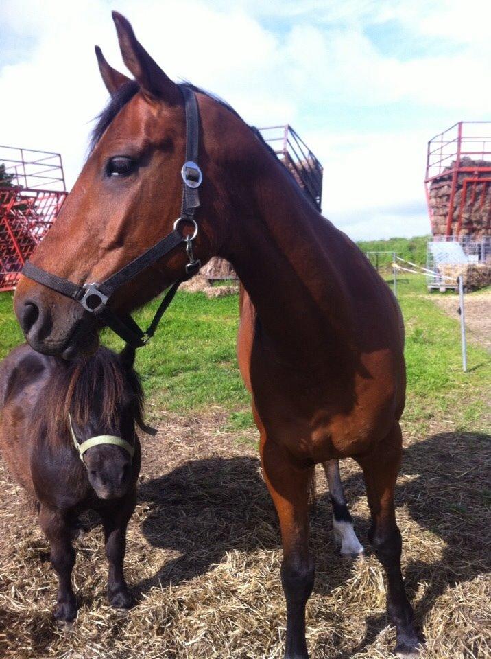 Anden særlig race Darling  billede 5