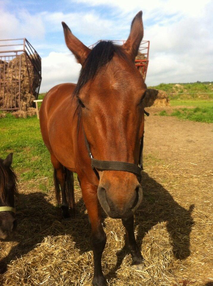 Anden særlig race Darling  billede 4