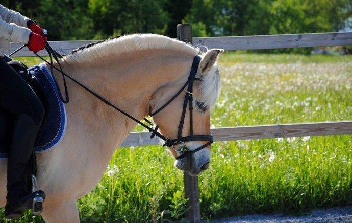Fjordhest - Isabella af Hedegaard billede 20