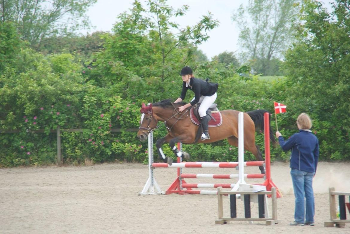 Ungarnsk Varmblod  Lili - Sydhavscup finale LSP  billede 5