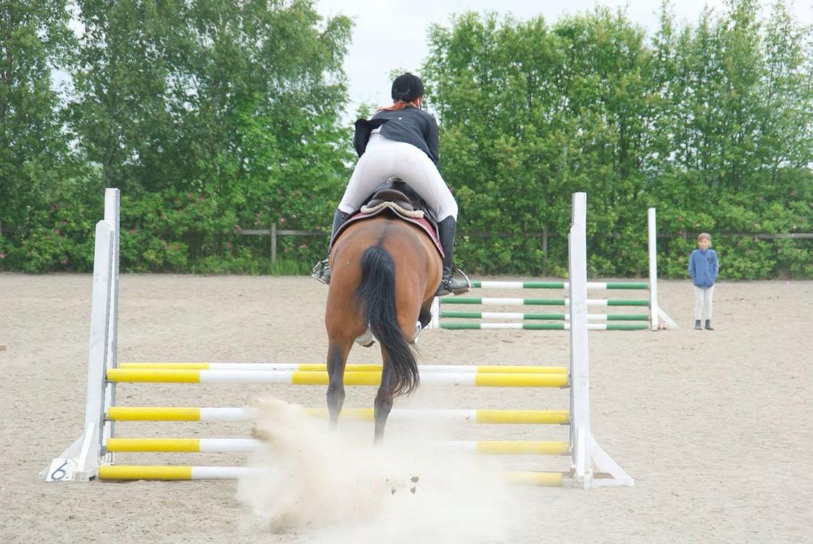 Ungarnsk Varmblod  Lili - Sydhavs cup finale LSP  billede 6