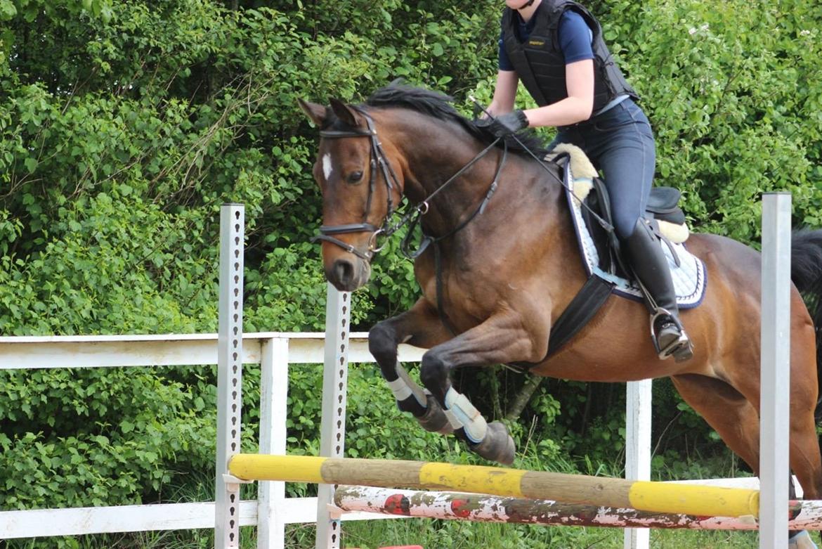 Anden særlig race Dark Stallion - Efterskolelivet er skønt! billede 4