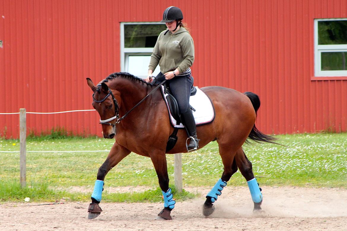 Dansk Varmblod Gørklintgårds flash - 31 Maj 2014 billede 43