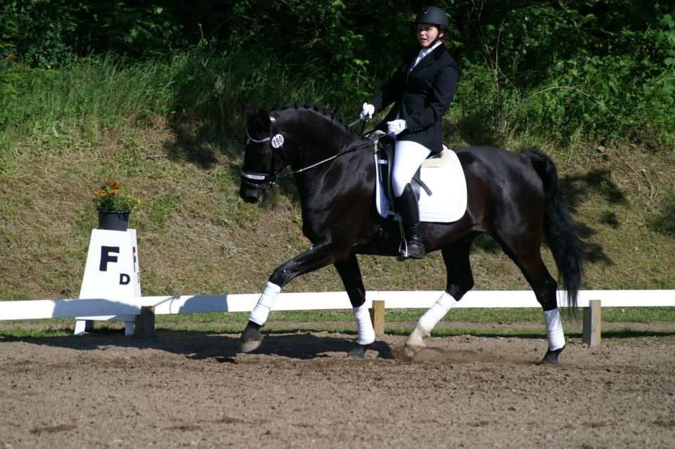 Anden særlig race Cheval (lånehest) billede 16
