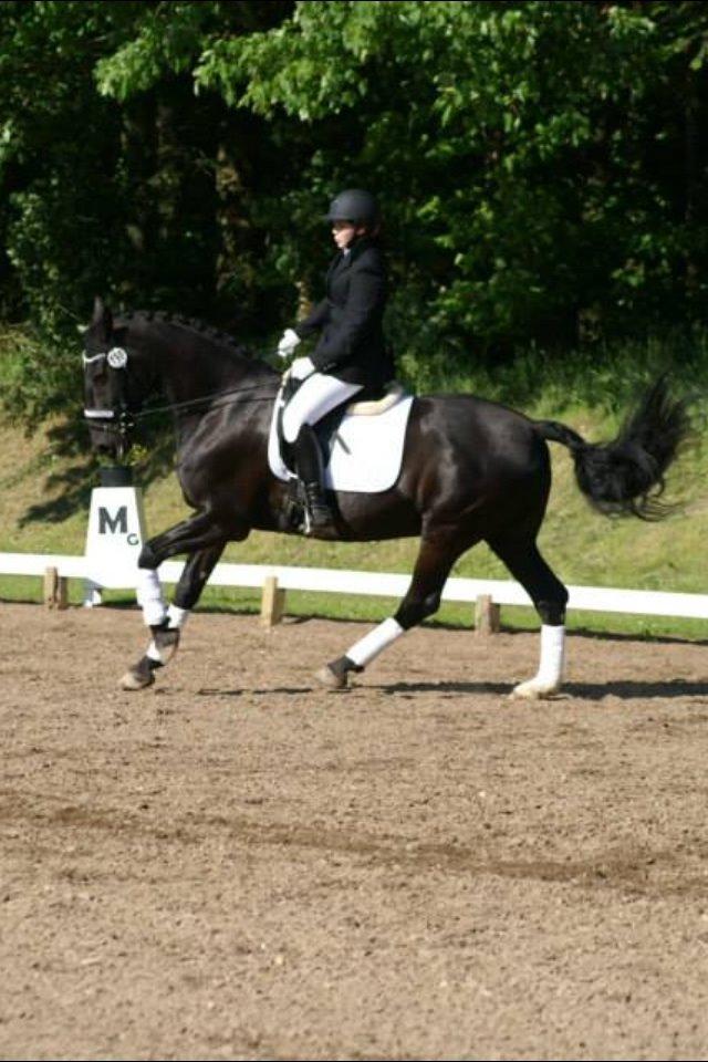 Anden særlig race Cheval (lånehest) billede 17