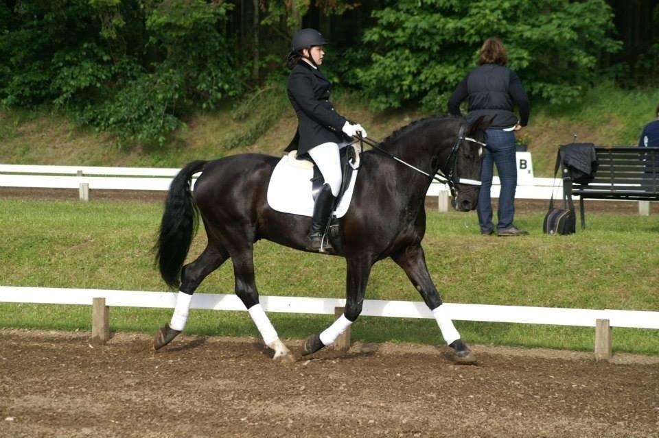 Anden særlig race Cheval (lånehest) billede 18