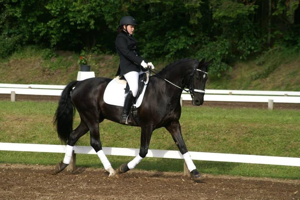 Anden særlig race Cheval (lånehest) billede 19