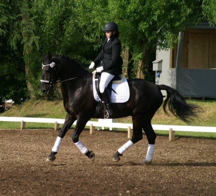 Anden særlig race Cheval (lånehest) billede 20