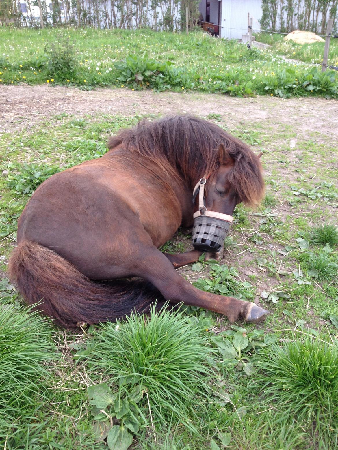 Shetlænder Pocahontas  billede 5