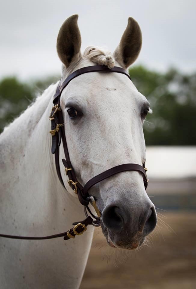 Lusitano Zapatero (spa) - Dyrskue 2014 billede 17