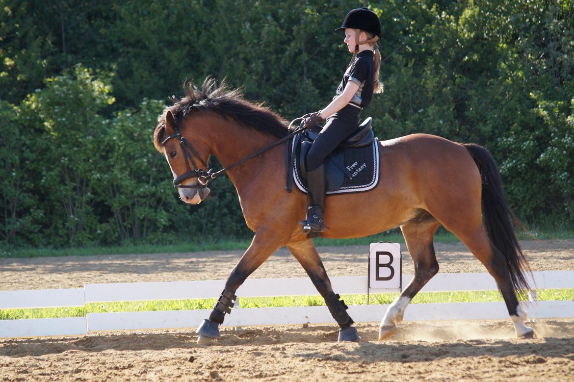 New Forest Remontes Free Fantasy - Louise og Fantasy - Træning d. 2. Juni 2014 billede 6