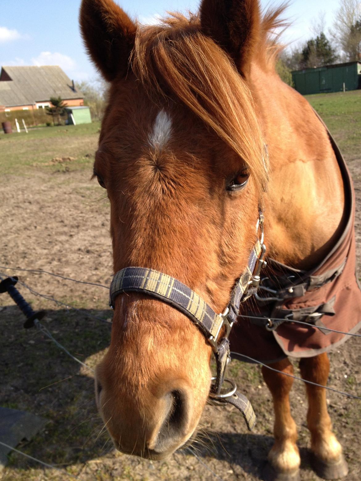 Anden særlig race magic star billede 6