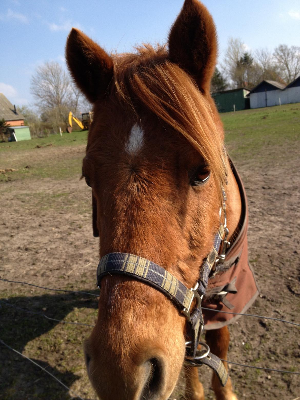 Anden særlig race magic star billede 7