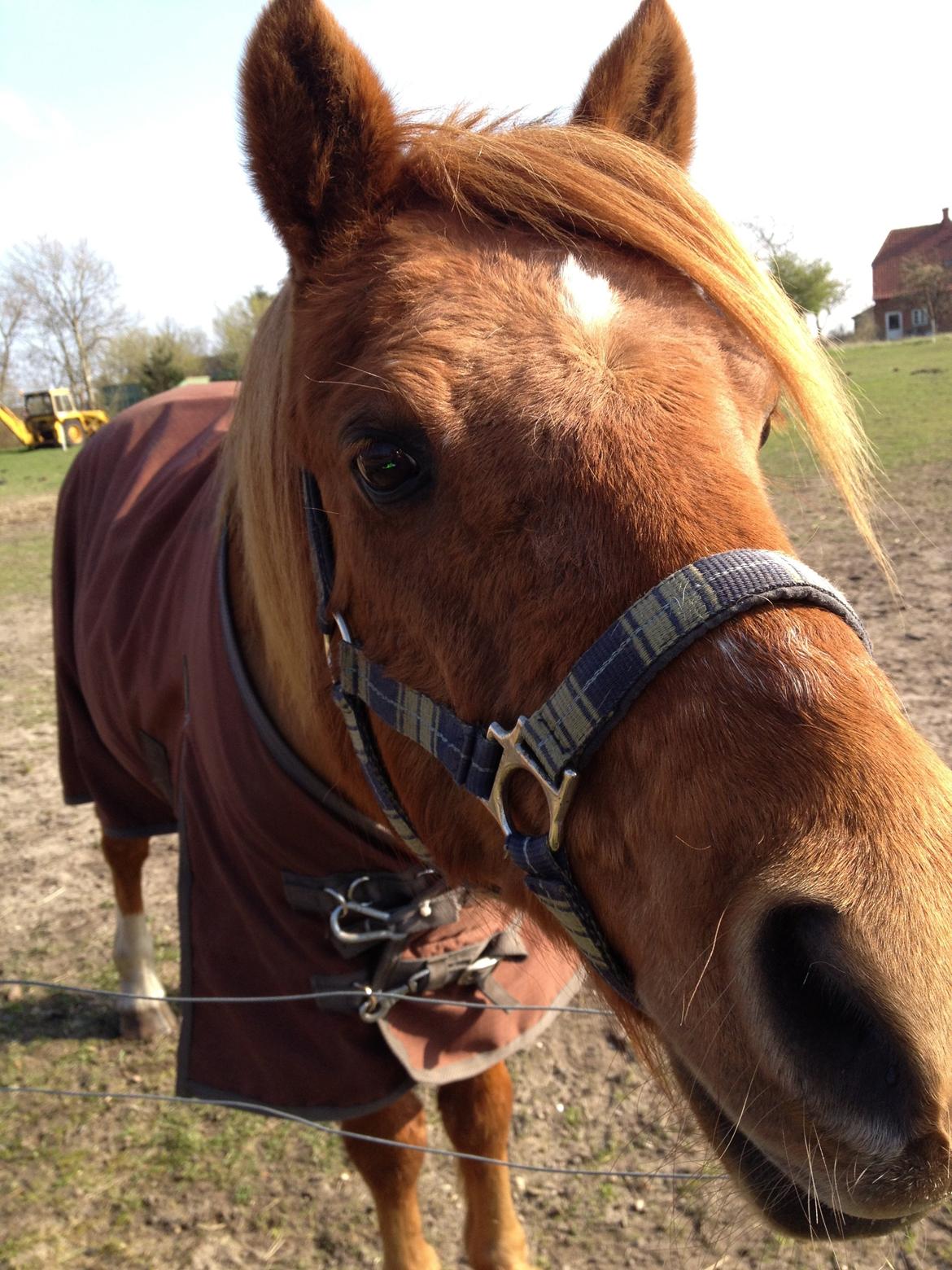 Anden særlig race magic star billede 11