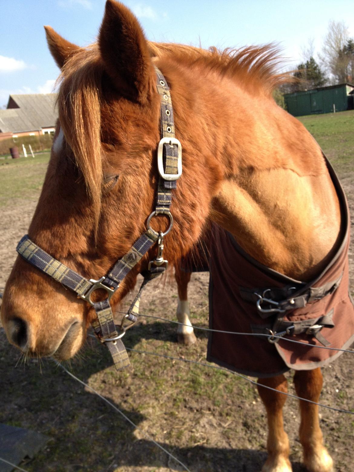 Anden særlig race magic star billede 12