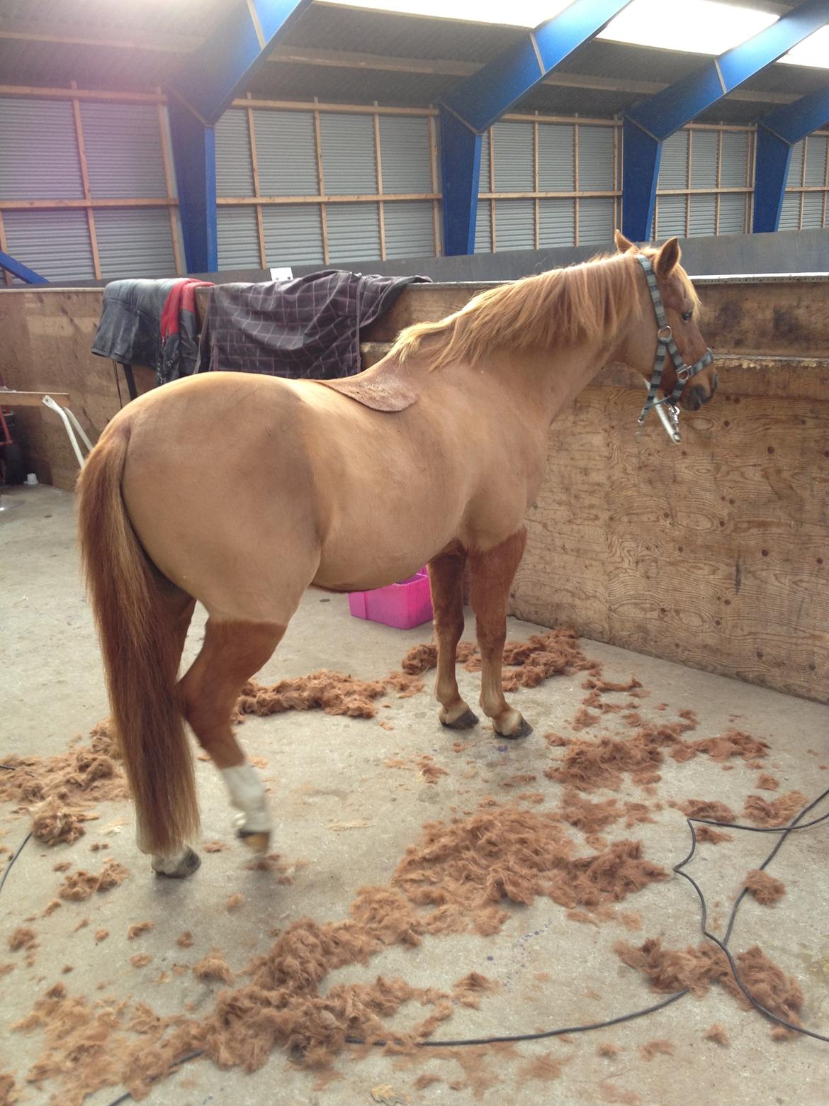 Anden særlig race magic star billede 14