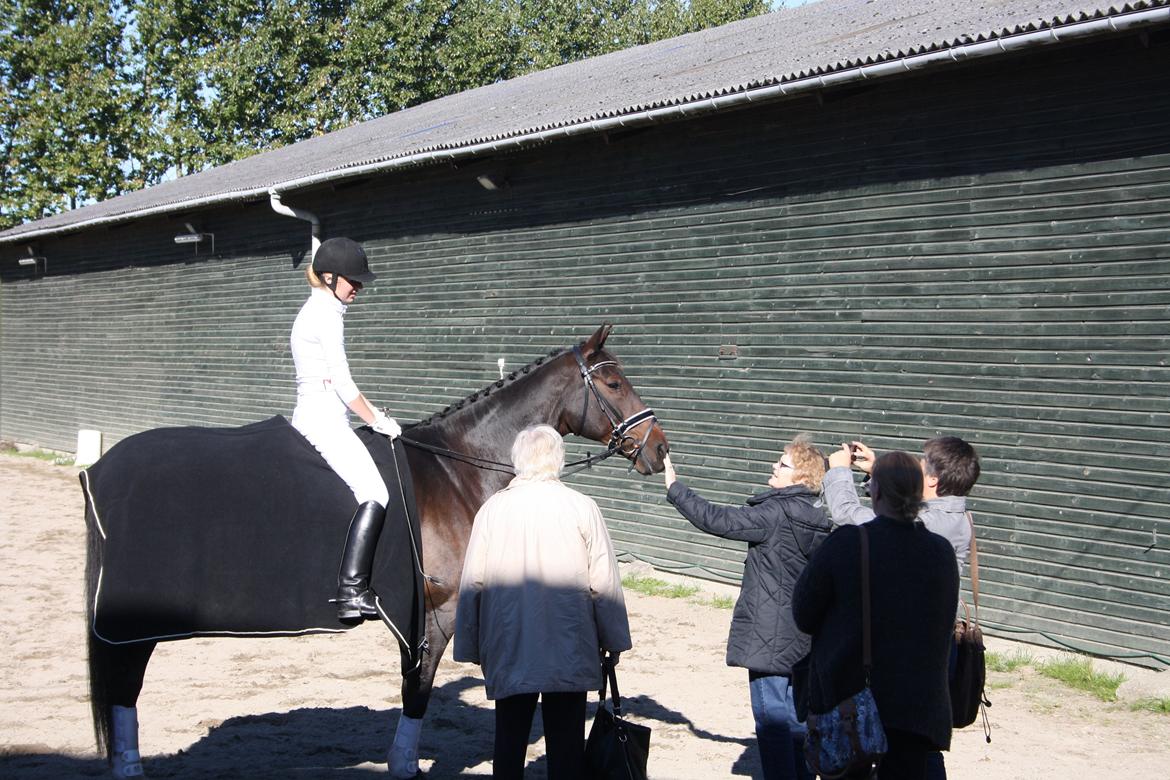 Anden særlig race Easy Go Sofus billede 16