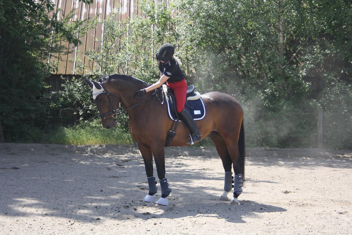 Anden særlig race Easy Go Sofus billede 1