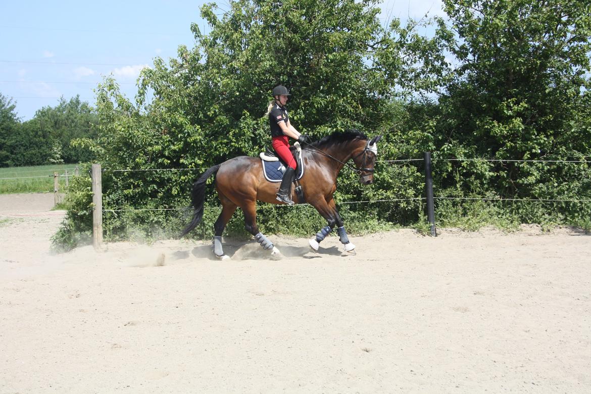 Anden særlig race Easy Go Sofus billede 10