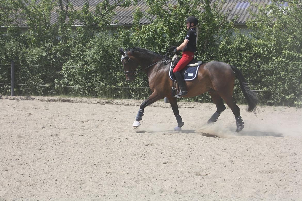 Anden særlig race Easy Go Sofus billede 3