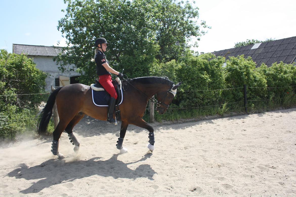 Anden særlig race Easy Go Sofus billede 17