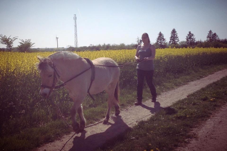 Anden særlig race Følle - Første gang med lange liner, april 2014 billede 5
