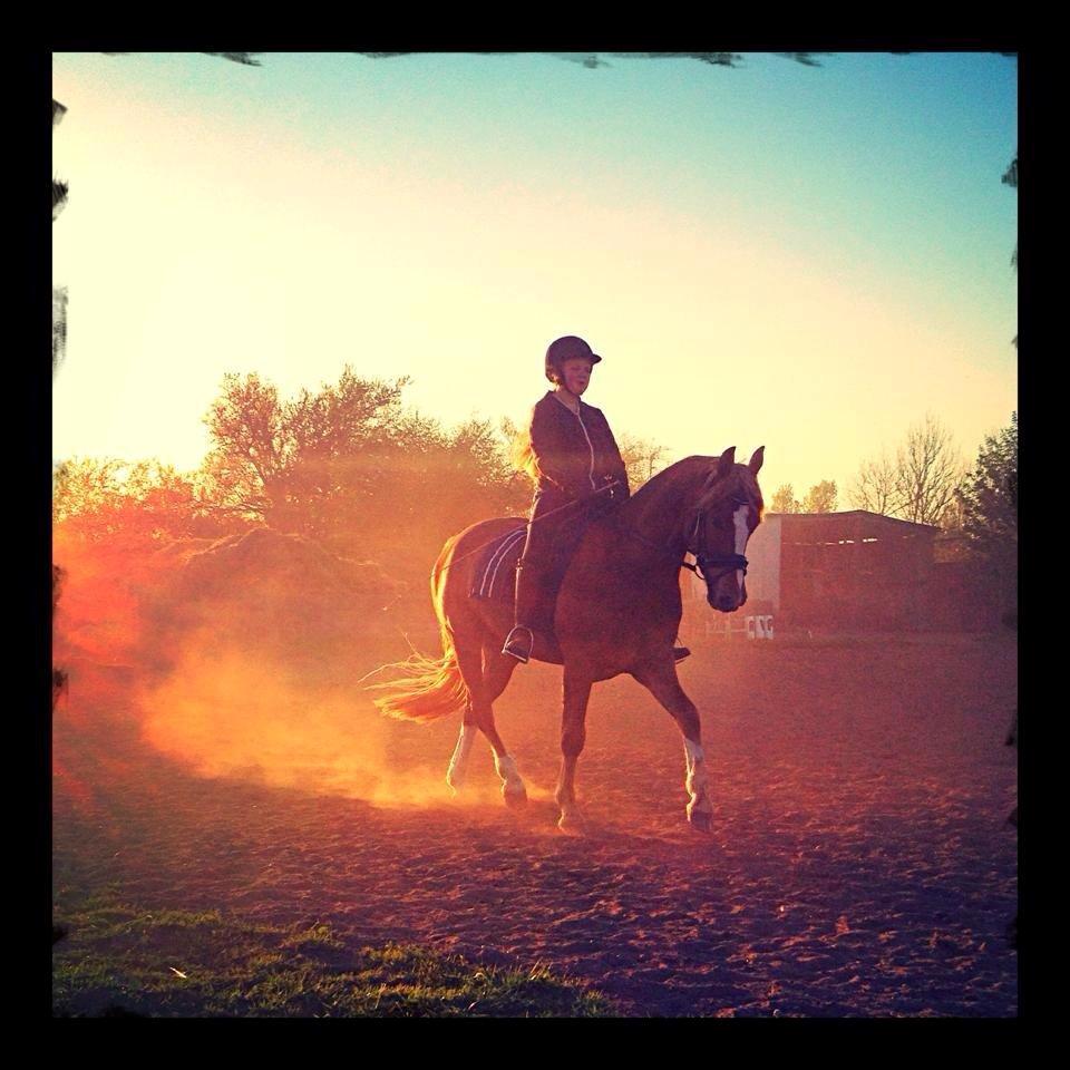 Palomino Reballe Galium (Gabriel) billede 16