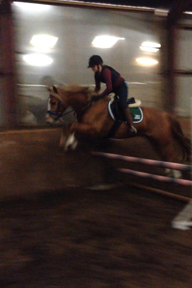 Palomino Reballe Galium (Gabriel) billede 19