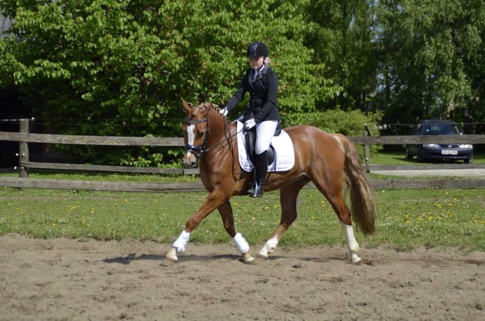 Palomino Reballe Galium (Gabriel) billede 17