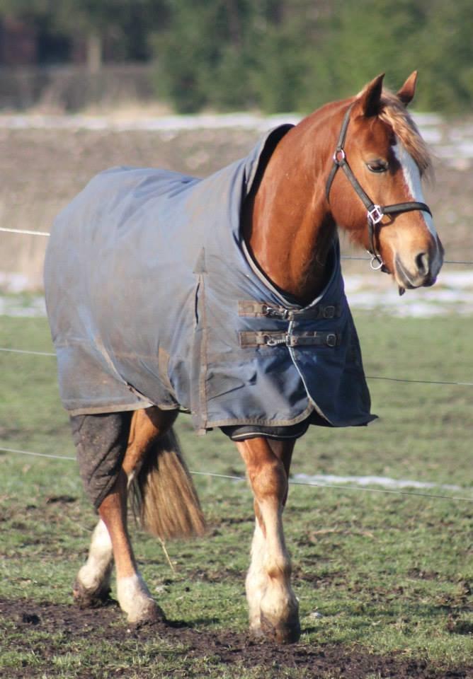 Palomino Reballe Galium (Gabriel) billede 18