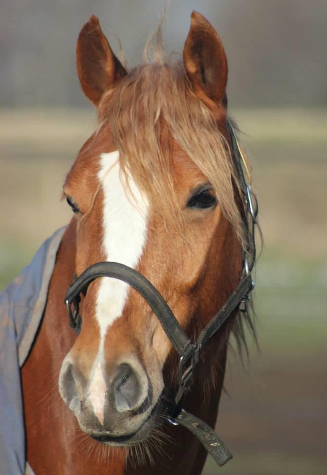 Palomino Reballe Galium (Gabriel) billede 20