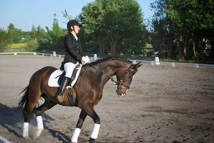Dansk Varmblod Agazzi Firfod - Stævne på Mårum Rideklub billede 12