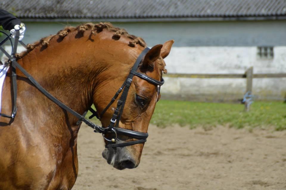 Welsh Cob (sec D) Reballe Centaurium billede 1