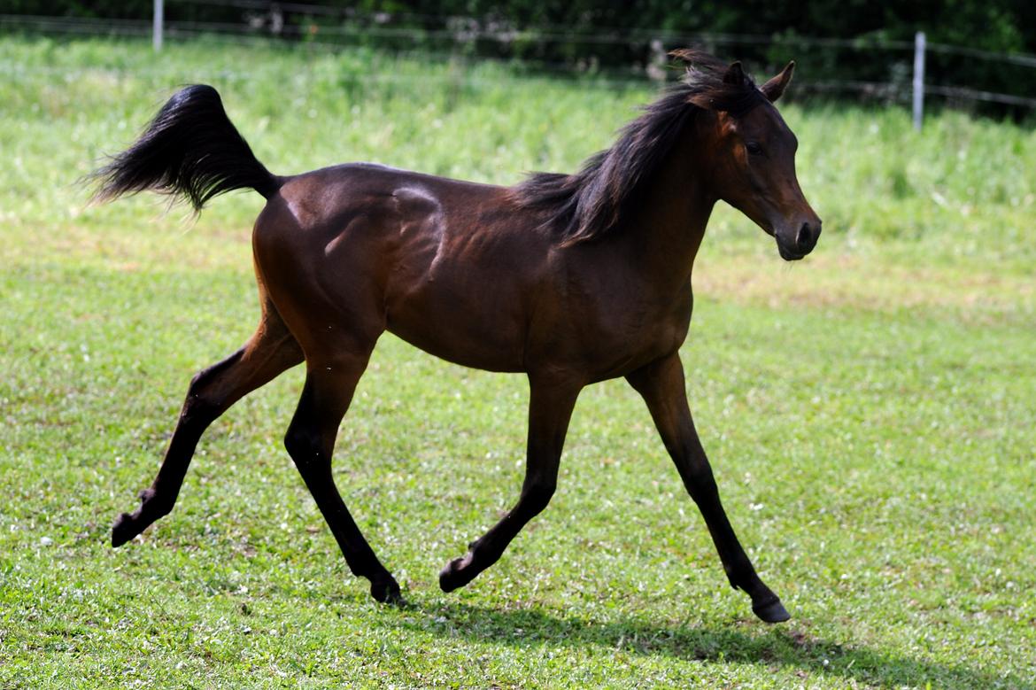 Arabisk fuldblod (OX) Casillas Cosh billede 38