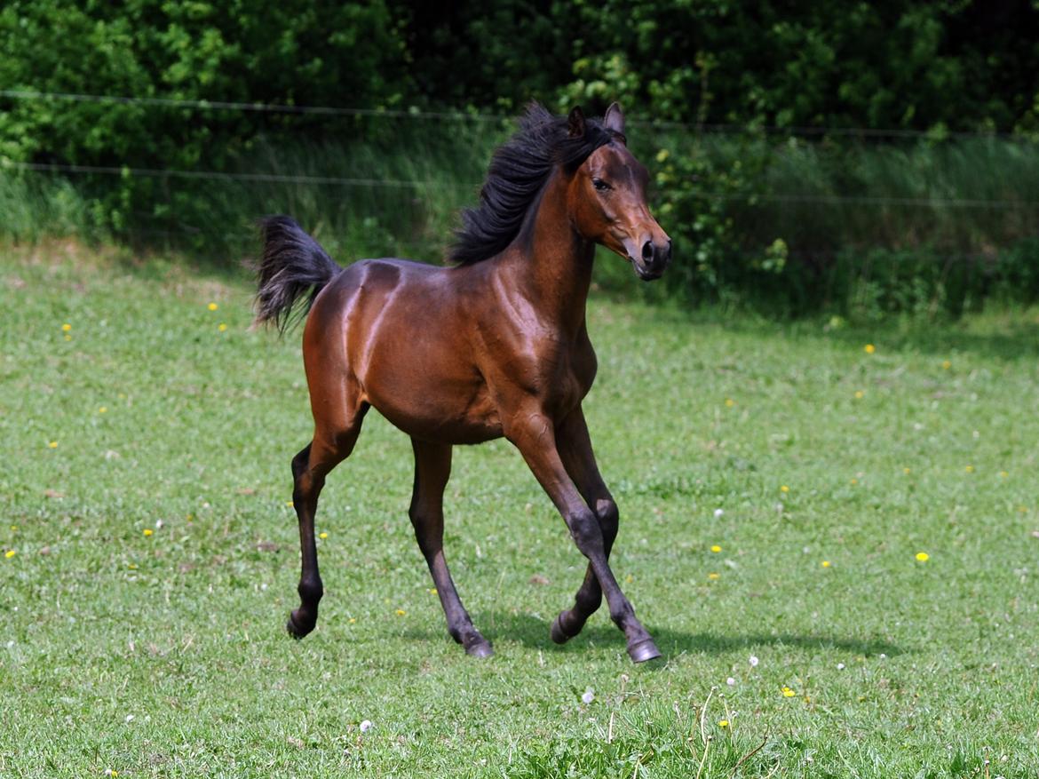 Arabisk fuldblod (OX) Casillas Cosh billede 37