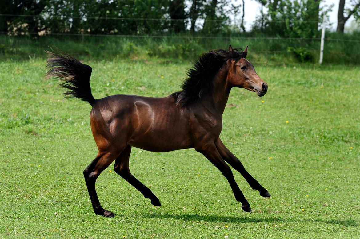 Arabisk fuldblod (OX) Casillas Cosh billede 39