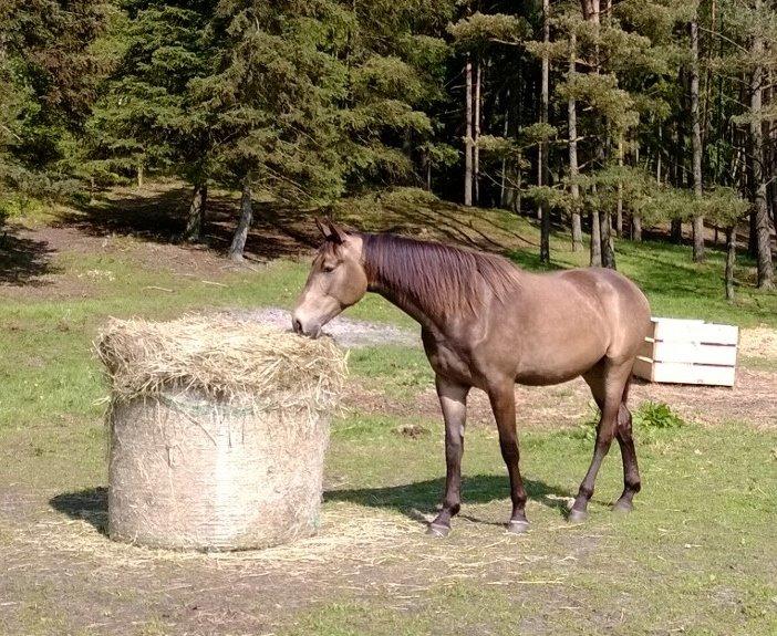 Anden særlig race Klitgaards Maximilian*R.I.P* - Fra Maj 2014 <3 billede 14
